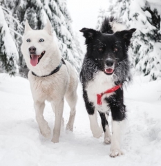 zwei Hunde im Schnee