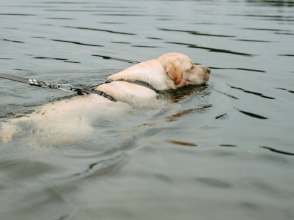 schwimmender Hund an der Leine