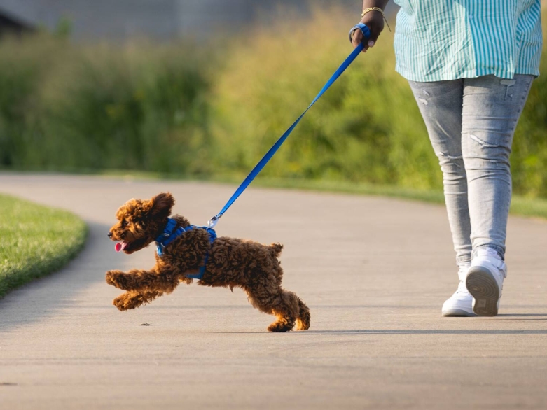 Leinenzieher Foto: Ruffwear