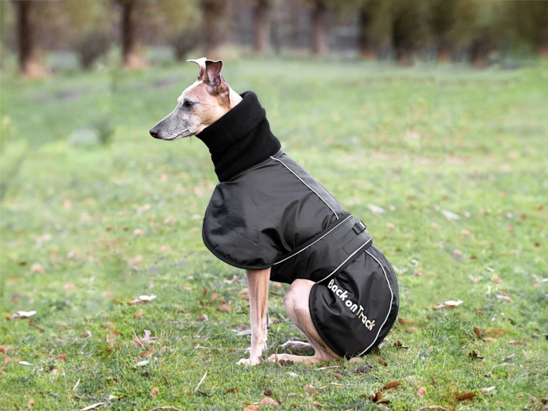 Windhund mit Back on Track Hundemantel