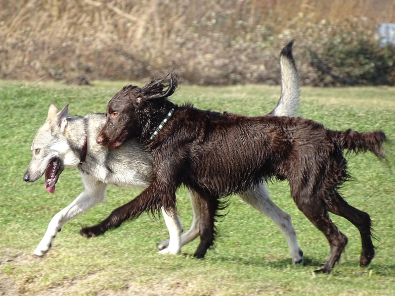 zwei spielende Hunde<br>