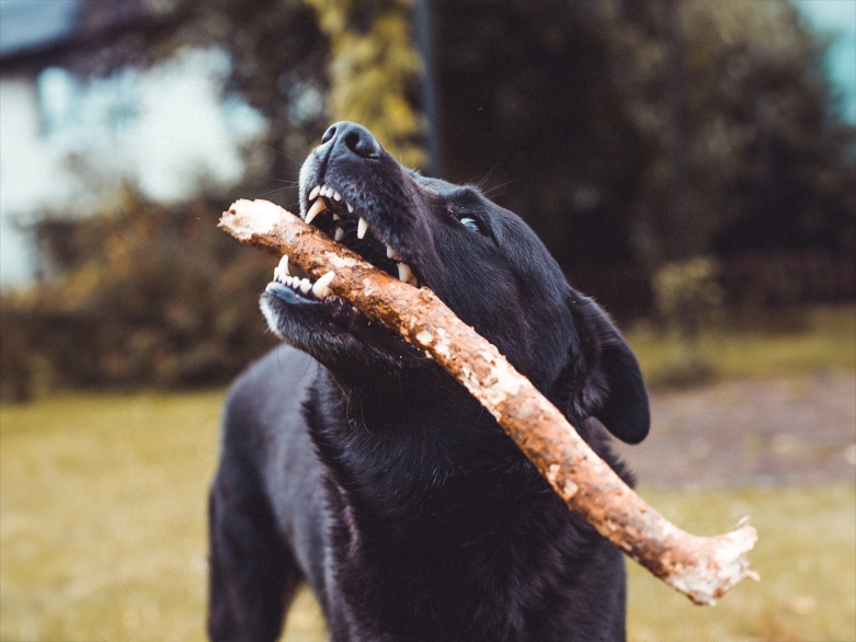 Hund mit Stöckchen<br>