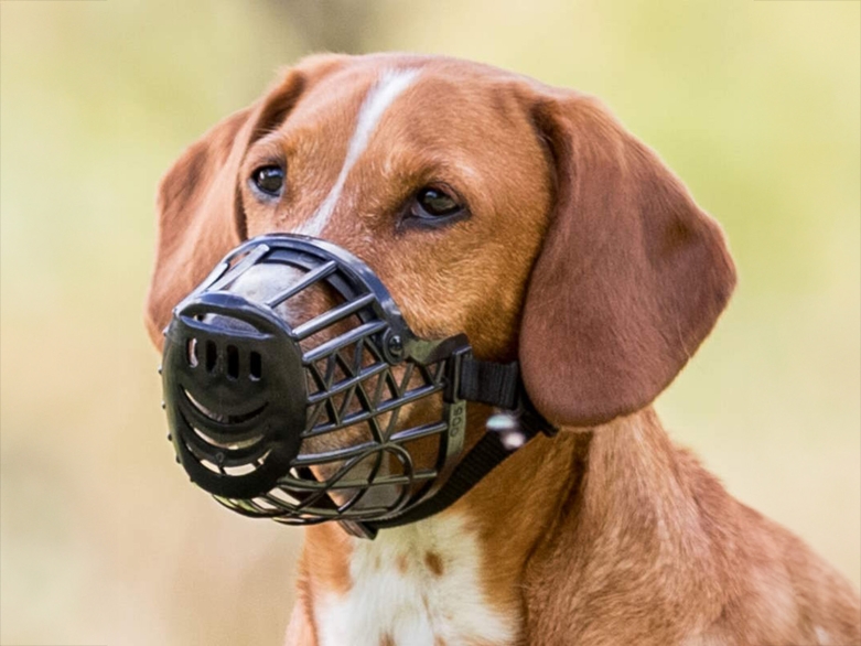 Hund mit Maulkorb