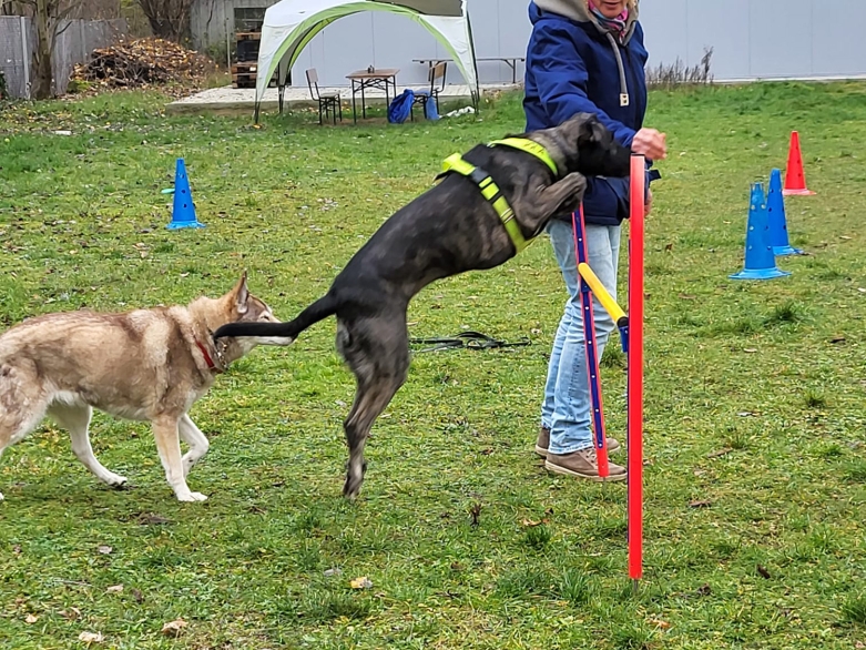 Hund springt über Hinderniss<br>