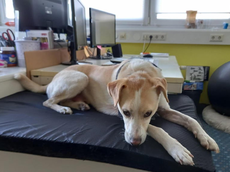 Bürohund Sky bei hundeshop.de<br>