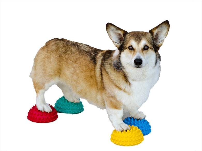 Corgi auf FitPaws<br>