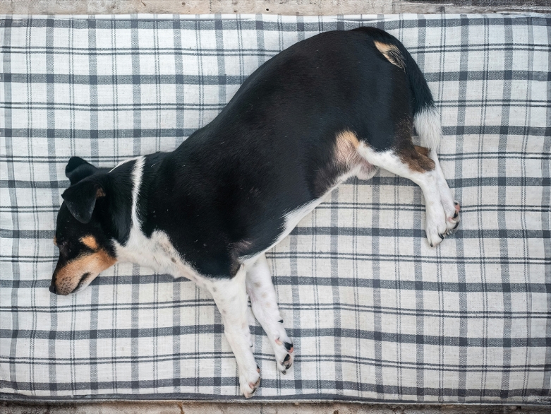 dicker Hund auf dem Hundebett<br>