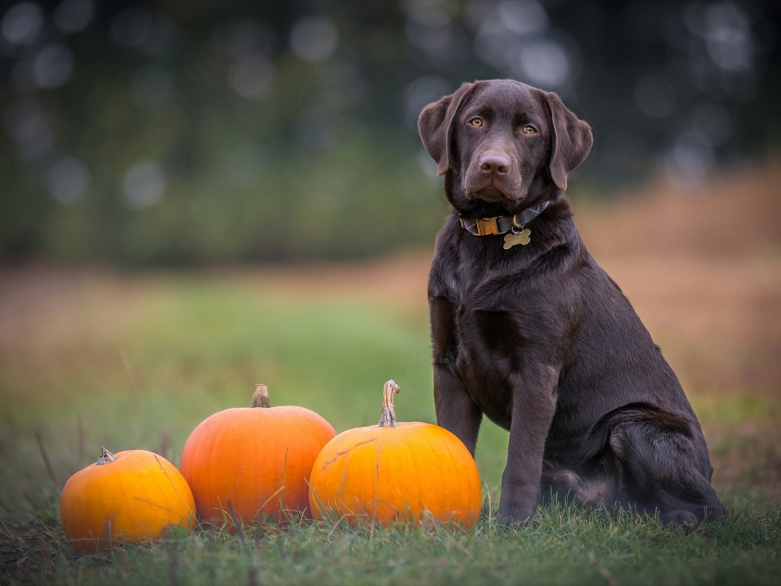 Hund mit Kürbissen<br>