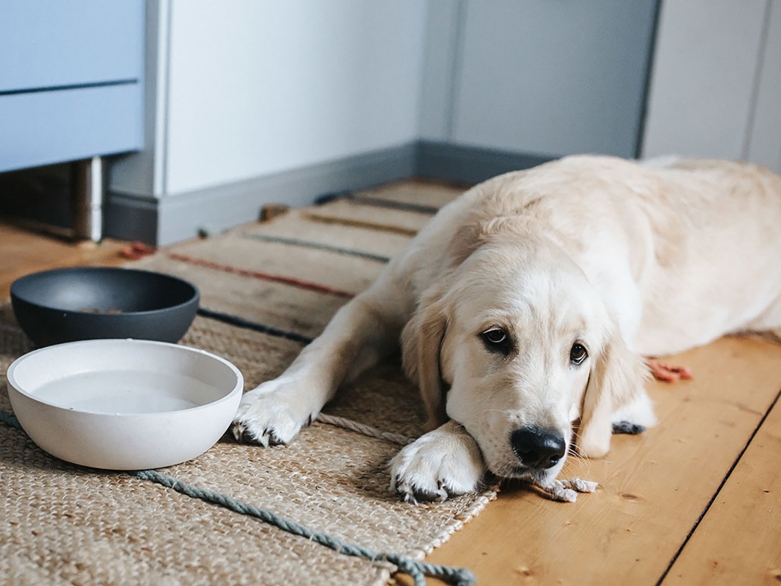 Hund liegt vorm Wassernapf<br>