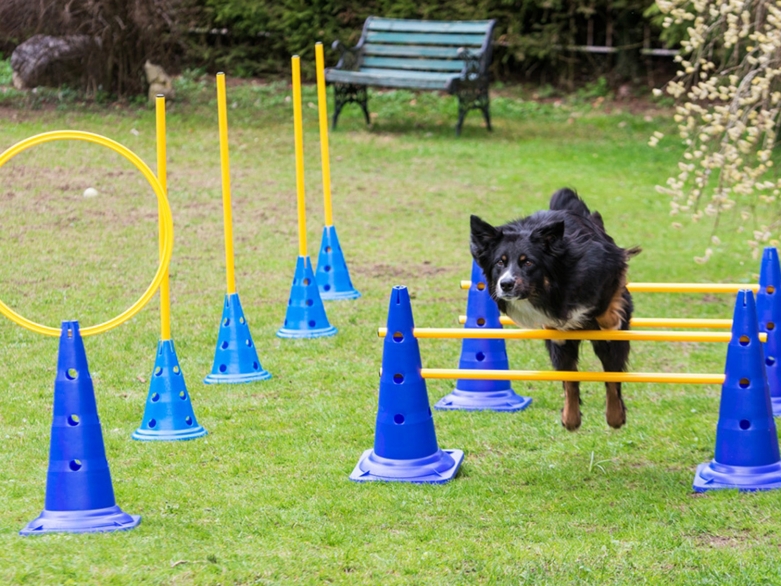 Hund Agility<br>