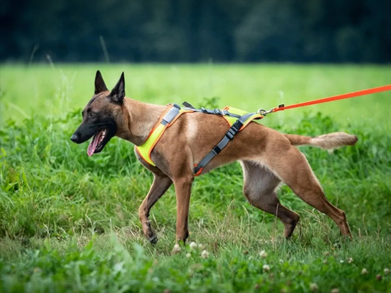 Mantrailer im Grossenbacher Geschirr<br>