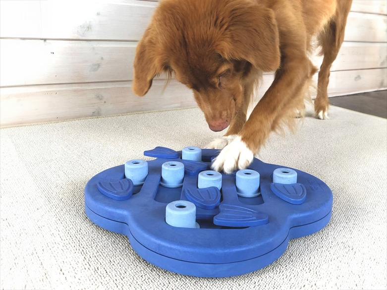 Hund mit Nina Ottosson Spielzeug