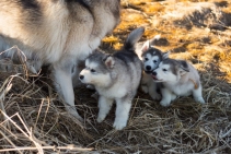 Husky Welpen