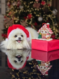 Weihnachtshund