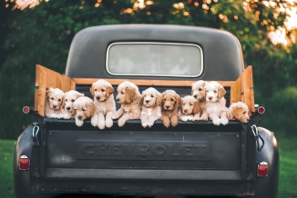 Golden Retriever Welpen im Auto