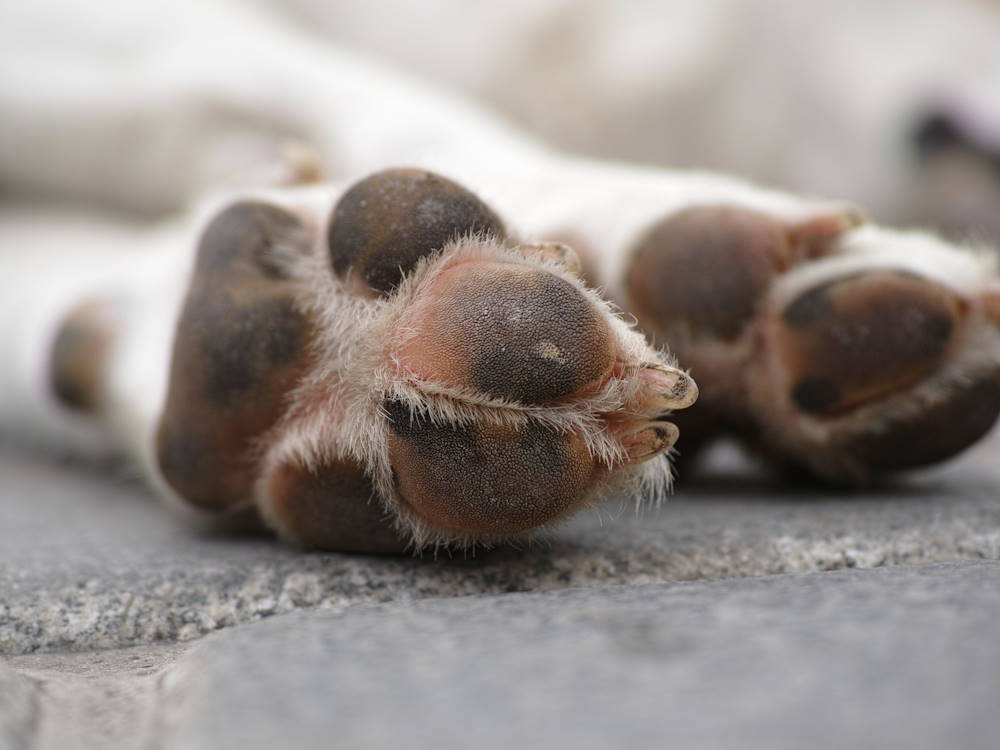 STOSSSTANGENSCHUTZ - Jacky's Shop Das Kompetenzcenter rund um den Hund