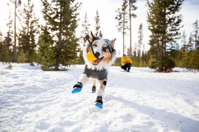 Hund im Schnee Ruffwear Polar Trex<br>