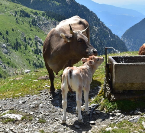 Alpenkuh mit Kalb