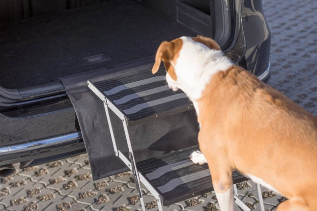 Hund mit Rampe am Auto