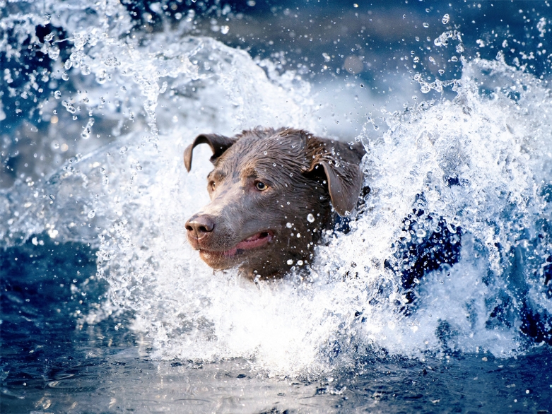 Hund im Wasser