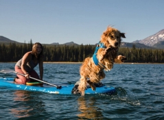 Hund springt ins Wasser