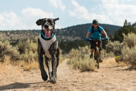 Bike Joring Foto: Ruffwear<br>