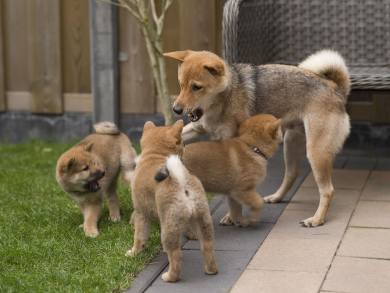 Shiba Inu Hündin mit Welpen<br>