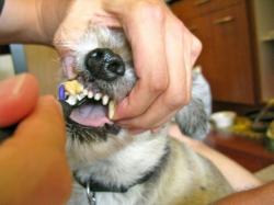 Zähne putzen beim Hund