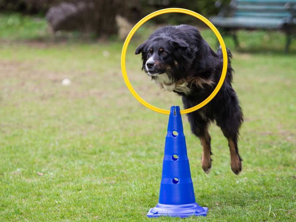 Dog Agility Sprungring mit Stand-Pylone – Sprungring + 51cm Pylone