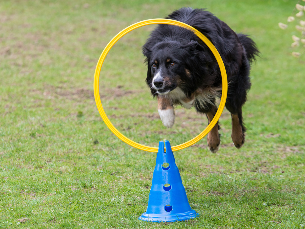 Dog Agility Sprungring mit Stand-Pylone – Sprungring + 30cm Pylone