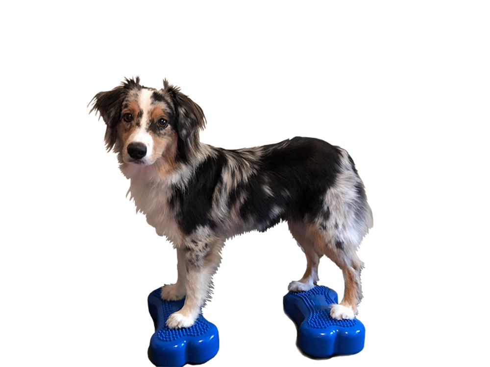 FitPAWS® K9 FITbone™ MINI 2-er Set mango FitPAWS® K9 FITbone™ MINI 2-er Set mango