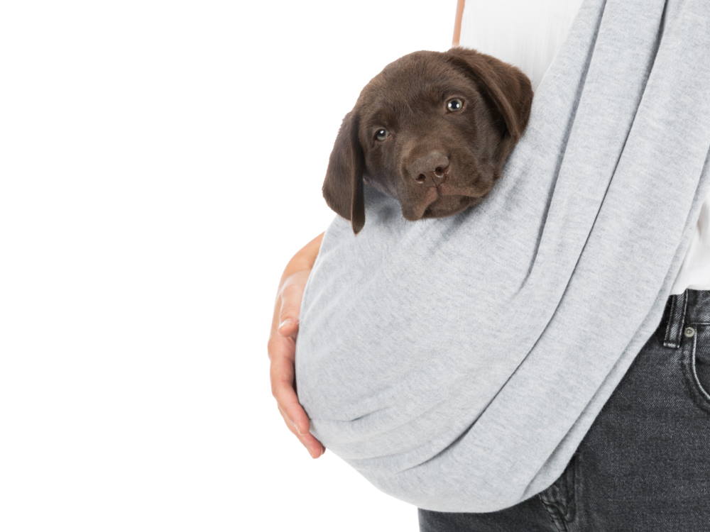 Junior Fronttasche Soft Tragetasche für Hunde hellgrau/mint Junior Fronttasche Soft Tragetasche für Hunde hellgrau/mint